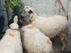 sheep