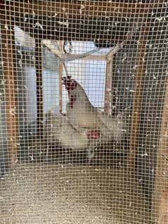 White Aseel pair,