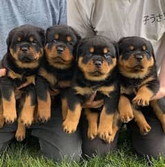 rottweiler puppies available