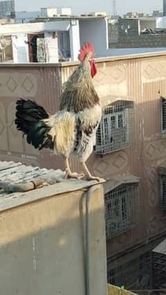 hens and cocks are available in lahore near indus hospital jubilee