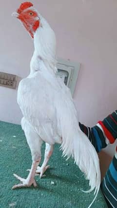 Heera