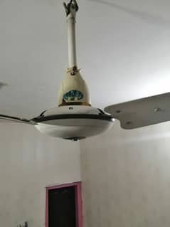 Pak fans