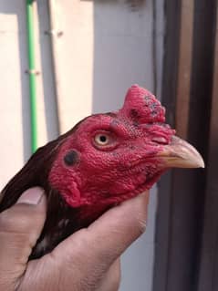 Aseel Murga
