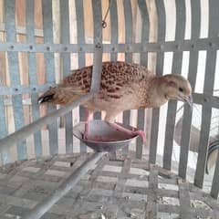 Urgent For sale ha Titar mujhe paison ki zrurat ha is lie sale kr rha