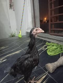 shamo chick