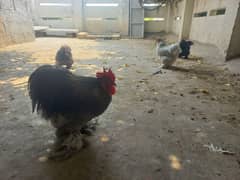 1 male 3 females