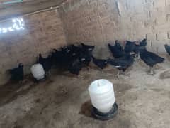 Australorp