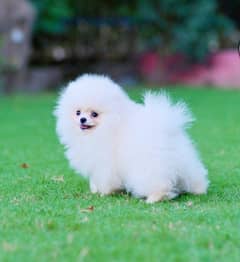 pomeranian