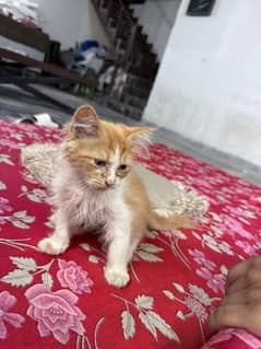 Persian