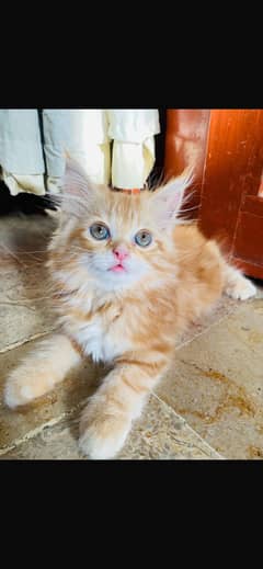 Persian kitten (PAIR)