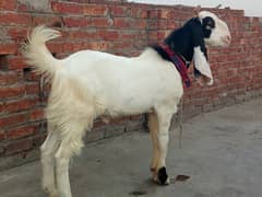 2 khasi bakry qurbani 2025