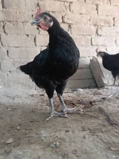Australorp 3 month old