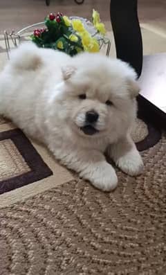 Chow chow pups