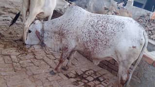 بھت اچھا رنگ کمال کی وچھی ھے ماشاءاللہ