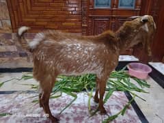 Donda makhi china