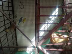 3 pair of budgies for sale with white cage Age 2 year Breeder pairs