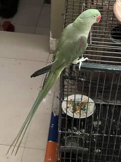 Kashmiri Raw parrot pair for sale