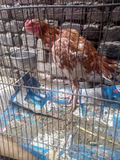 home brid