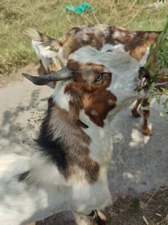 Goat / Bakray for Qurbani