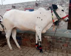 Qurbani janwar