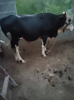 QURBANI 2025     bull for sale