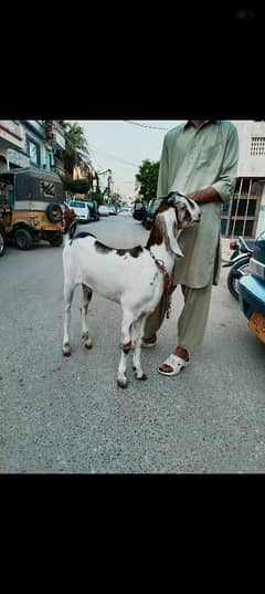 bakra for sale