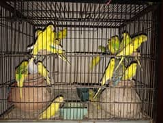 birds