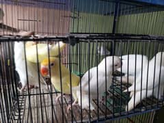 Albino Creamino Decino