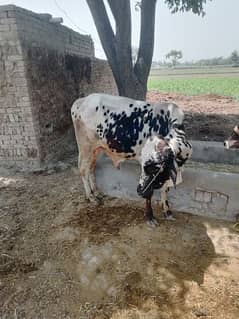 Male Cow