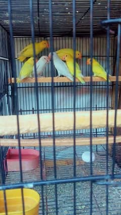 love birds healthy and active