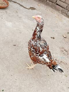 Hen / chicken / murghi for sale