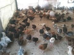 Mix Golden choza full active available