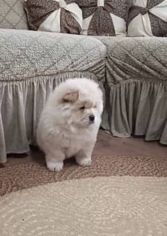 Chow chow puppy available