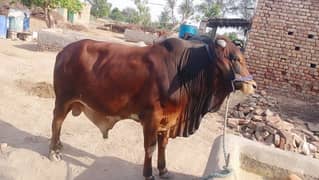 350000 Shahiwal Nasal Bull serious buyer contact with me