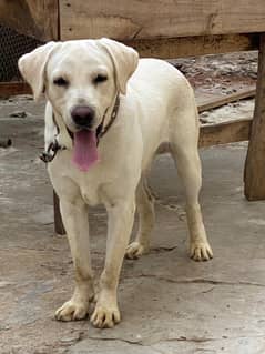 Labrador pure bread