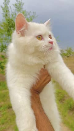 Persian