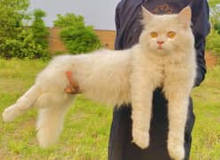Persian cat | triple court | female