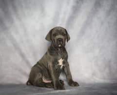 cane corso male puppy