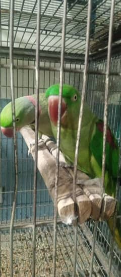 breeder pair