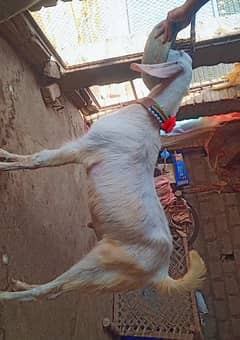 4 bkry for sale