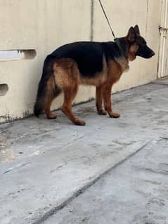 German shepherd pair