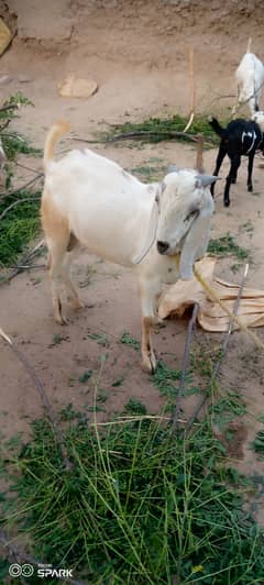 Bakra