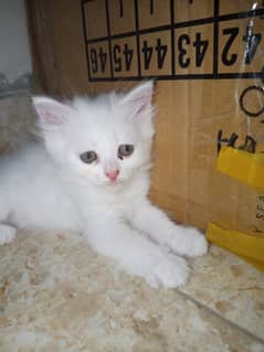 Persian kitten for sale