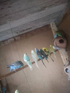 Australian birds only 350/700