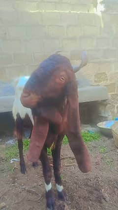 ando bakra