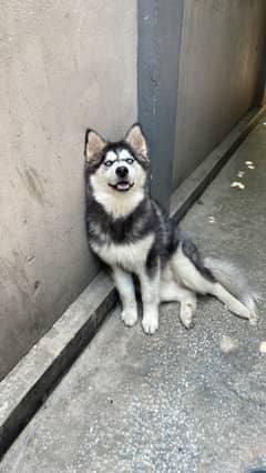 Siberian husky female wooly coat blue eyes for sale