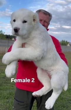 Alabai (Central Asian Shepherd)