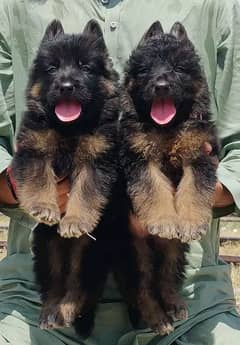 active baby's healthy