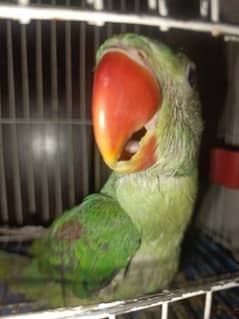 2 month male babey