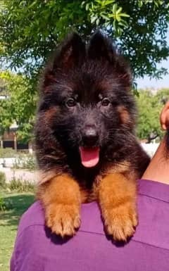 German Shepherd male puppy for sale